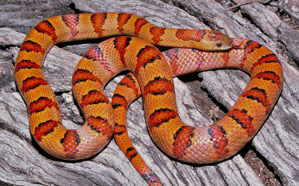 EarthTone
                  Variable Kingsnake