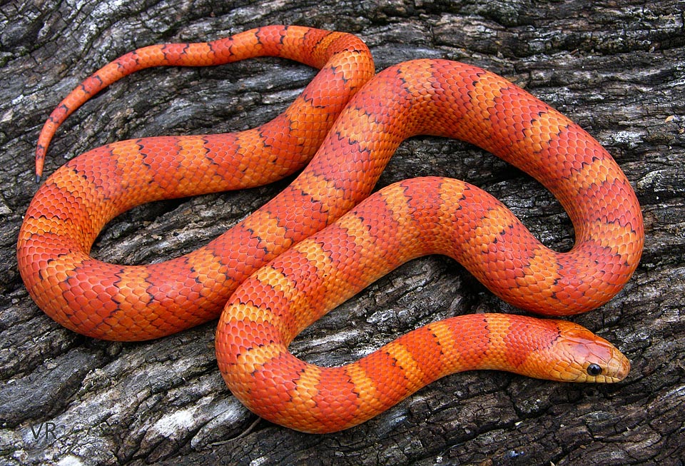 EarthTone
                  Variable Kingsnake