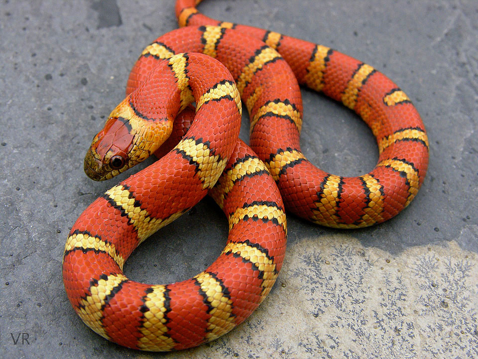 Variable Kingsnake - Thayeri