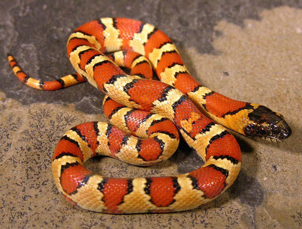 Variable Kingsnake - Thayeri