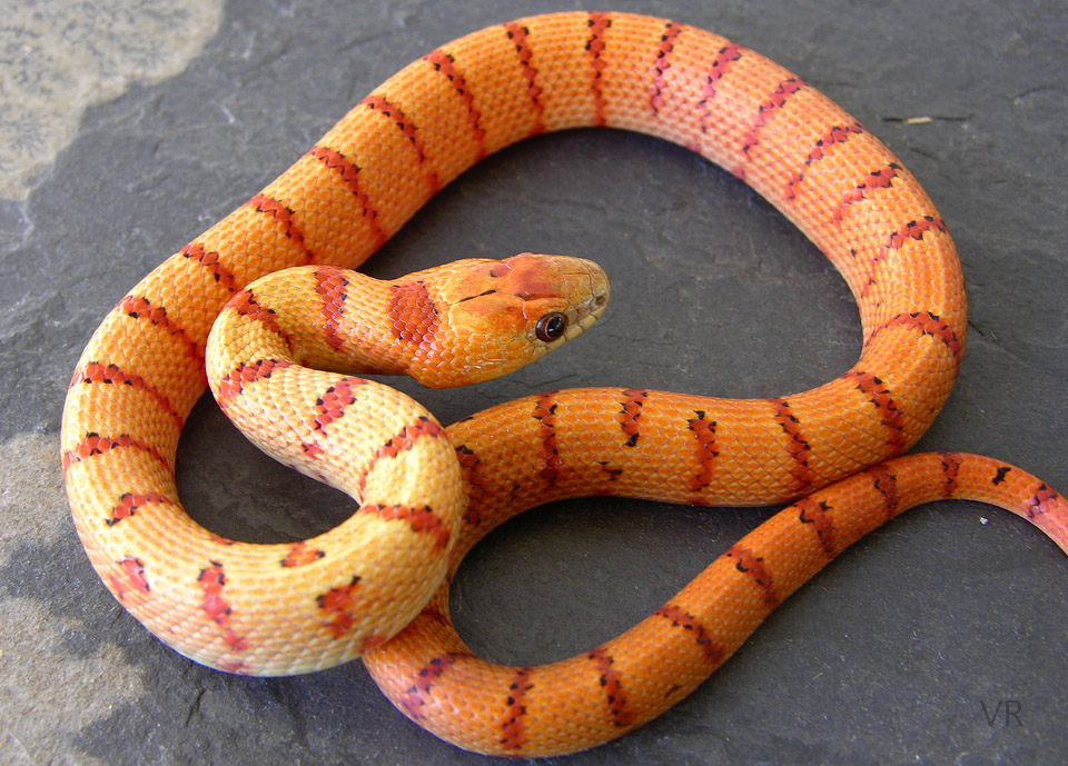 Variable Kingsnake - Thayeri