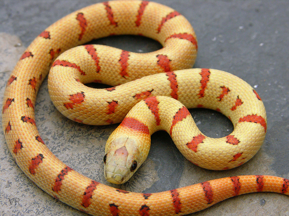 Variable Kingsnake - Thayeri