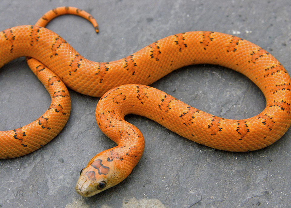 EarthTone
                  Variable Kingsnake