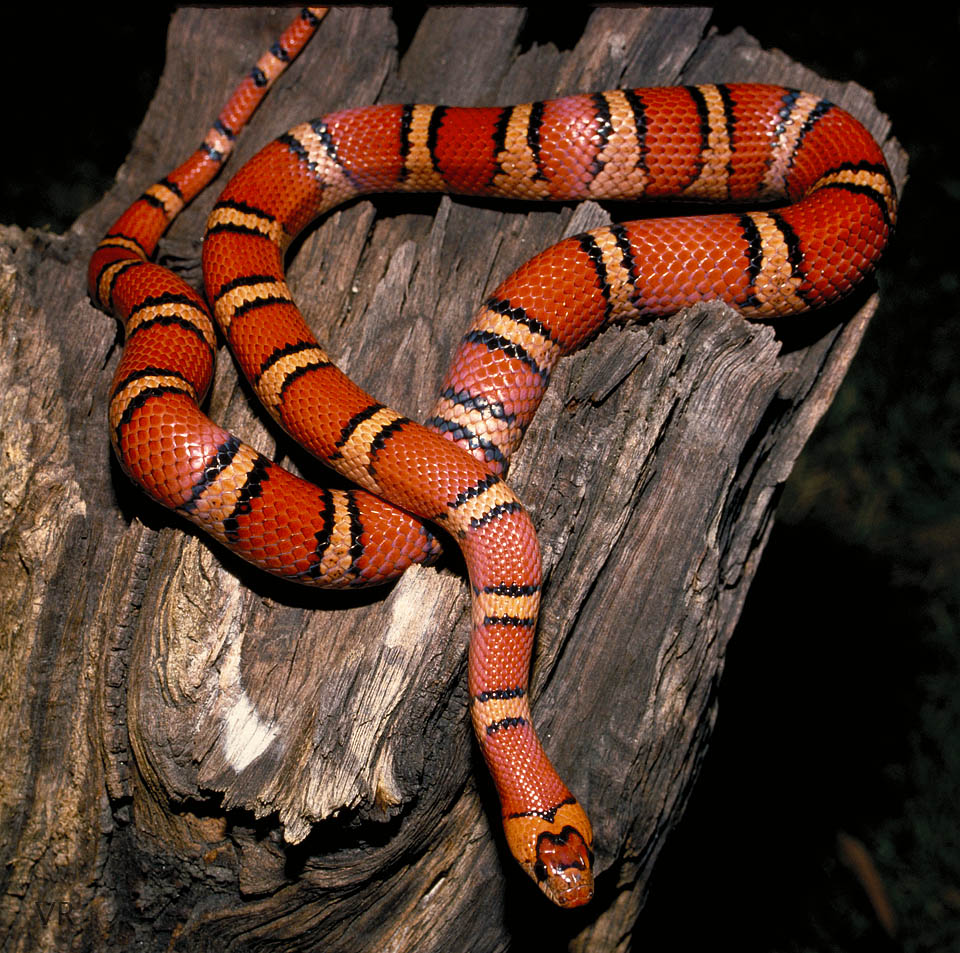 Variable Kingsnake - Thayeri