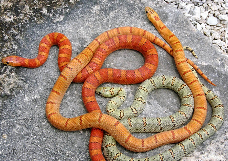 Variable Kingsnake - Thayeri