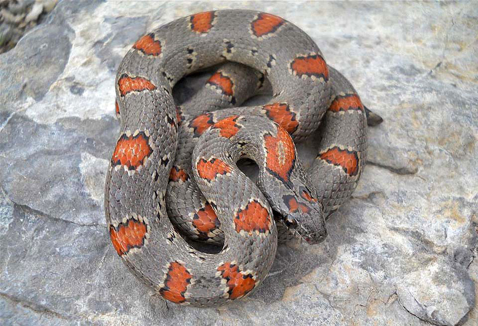 Variable Kingsnake - Thayeri