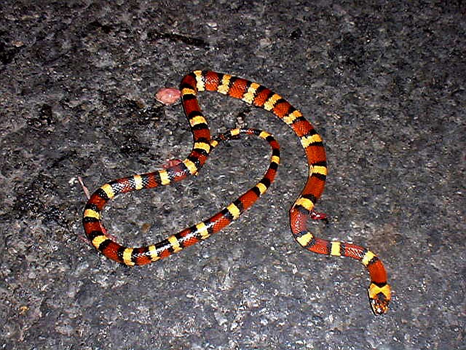 Variable Kingsnake - Thayeri