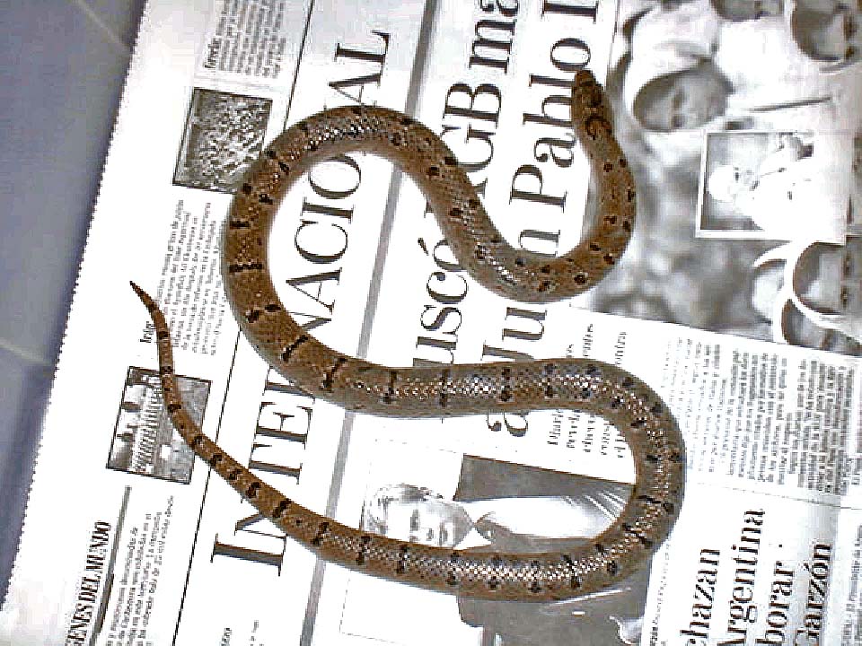 Variable Kingsnake - Thayeri