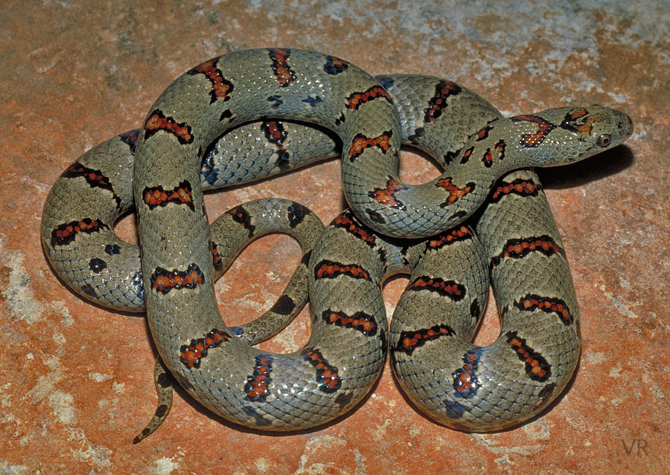 Variable Kingsnake - Thayeri