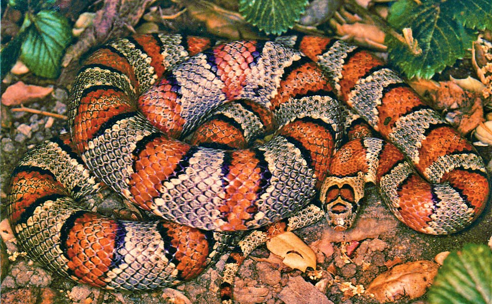 Variable Kingsnake - Thayeri