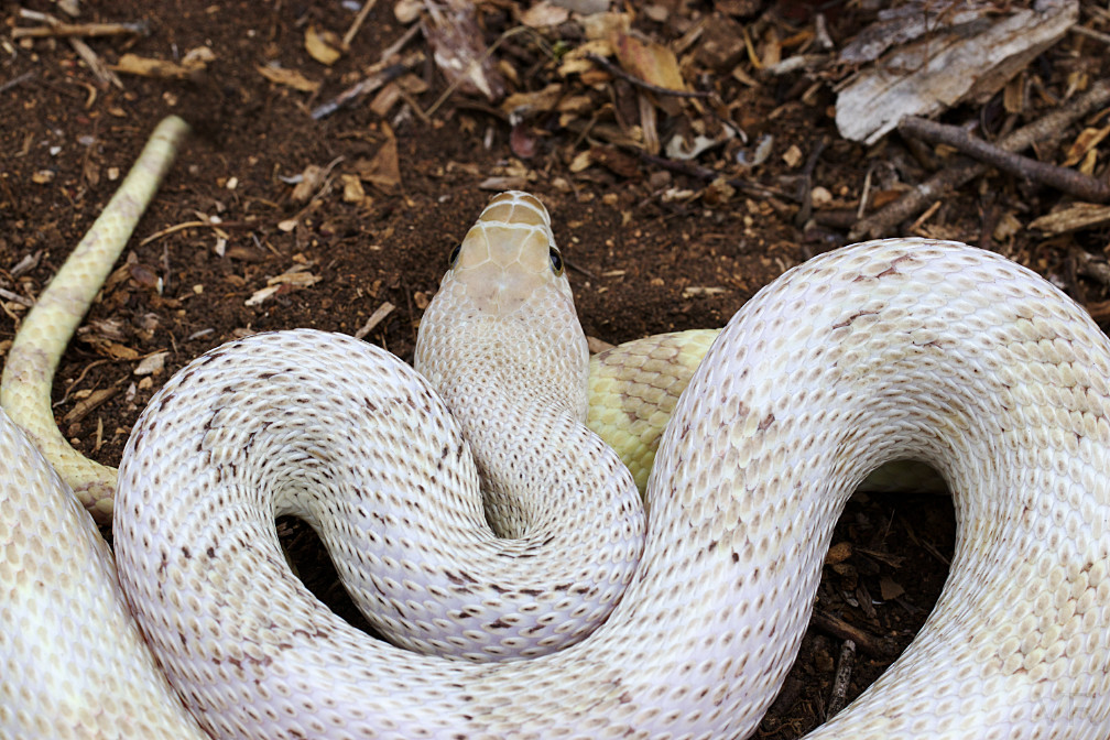 Very rarely
        does an animal come along that both strains our powers of
        description and causes us to re-evaluate our framework for
        qualifying reptile beauty. The VRHD is one such animal. To call
        these creatures merely 'beautiful" feels tepid and falls
        woefully short of the visceral impact these animals elicit when
        seen for the first time. Otherworldly, ethereal - come closer to
        the mark. It is with considerable delight that Vivid Reptiles
        presents these magnificent beasts for your perusal. For in-depth
        information on the VRHD, please use the following buttons: VRHD
        Overview VRHD FAQs