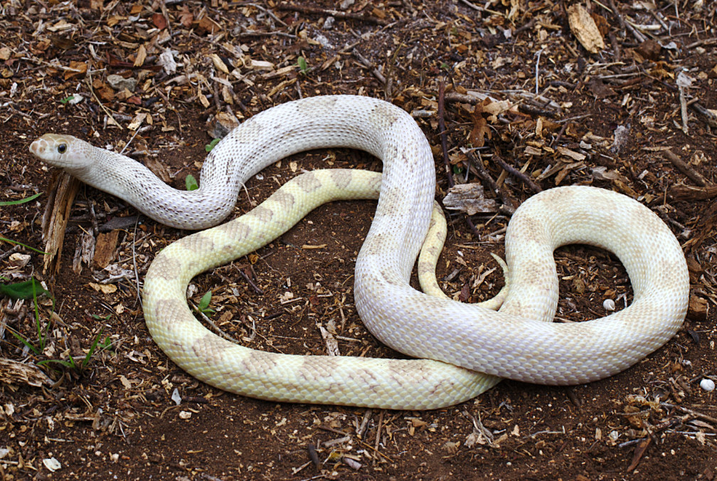 Hypomelanistic
        Pituophis deppei deppei - VRHD